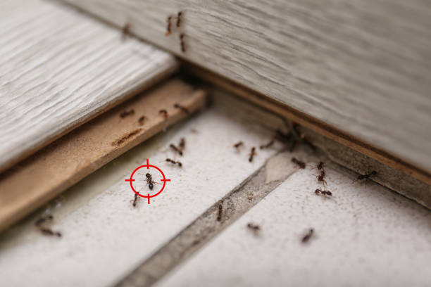 Insect Control in Mayo, MD